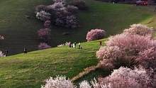 这个春天那拉提的杏花如约而至 可是疫情却让很多人无法一睹它的风采 不过春暖花开后大美伊犁还有一大堆风