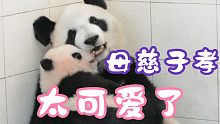 熊猫妈妈和宝宝超有爱互动