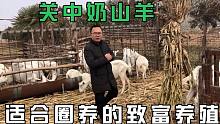 关中马脸奶山羊，适合圈养的致富养殖品种，产奶量高奶质好来看下