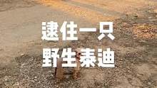 逮住一只野生泰迪，怎么做好吃？#旅行推荐官 #vlog十亿流量扶持计划، #房车自驾游 #日常vlo