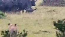 狮子成功捕猎水牛一只#野生动物零距离 #动物世界 #动物 #狮子 #水牛 #热门 #万物皆有灵性 