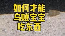 如何才能让乌贼宝宝吃东西 #乌贼 #frank的私人水族馆