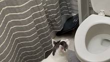 无聊的猫咪冲马桶打发时间