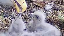 趁着大毛吃饱休息了，三毛抓住机会饱餐了一顿！10号白头鹰育雏#鸟类 #万物皆有灵性 #养育幼崽 #动