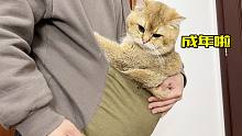 一只小猫咪在育儿袋的成年之路！