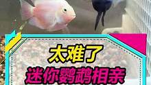 如何让迷你鹦鹉鱼顺利凑成一对啊？？#水族 #观赏鱼