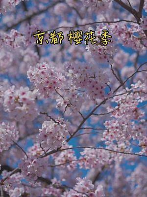 #春天是由什么组成的 京都 樱花季 #旅行大玩家