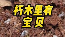 #好样说虫子 鼓岭的朽木里有什么？青步甲、花蚰蜒、肥角锹甲…