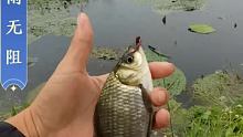 路边小河鲫鱼暴连黄金   #户外钓鱼