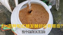 水产养殖EM菌和红糖发酵后有什么好处？如何发酵？非常值得一试