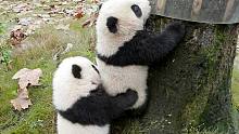 大熊猫宝宝爬树还要姐姐帮忙？被奶妈笑后恼羞成怒……