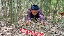 又要发财啦！今年的野春笋比去年还多，小伙进入竹林一看遍地都是