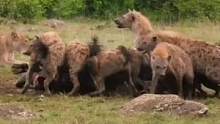 一群狮子争夺鬣狗食物#野生动物零距离 #动物世界 #动物 #狮子 #鬣狗 #热门 #万物皆有灵性 