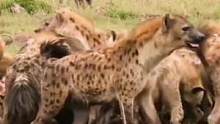 一群鬣狗正在享受胜利的果实#野生动物零距离 #动物世界 #狮子 #鬣狗 #动物 #万物皆有灵性 #精