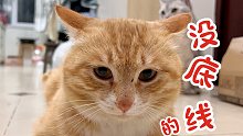 那只没底线的流浪猫，知道自己有家以后……