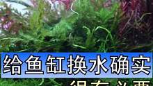 鱼缸一定要定期换水，这个大家肯定都没意见，但具体是多久换一次，还是说等鱼没了再换，就很有争议了