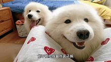 这狗仔长了一只不正经的爪子！！！