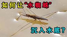 这就是科学的力量！我居然让水上行走的“水蜘蛛”沉入了水底！