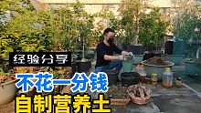 教你用最简单材料来制作营养土，不花一分钱，土越用越肥沃！