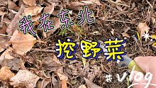 我在东北挖野菜 …
