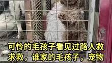 很多人说救助，是个无底洞，老实说救助不完的，每个狗市每天有几百只狗被狗贩子带走。呼吁大家养它就要对它