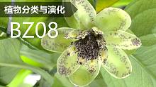 【植物分类与系统发育】BZ08 木兰藤目 木兰藤科