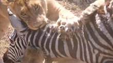 狮群围攻斑马 #狮子 #野生动物零距离 #斑马 #动物世界 #万物皆有灵性 #动物