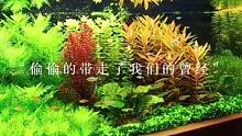 三米定制水草缸造景#水草缸 #水草造景 #草缸 #养鱼日记 #养鱼养心 #鱼缸造景 #造景鱼缸 #水