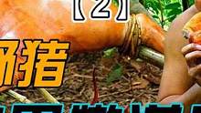 见过原始人怎么烤野猪吗？外焦里嫩！#原始人杰克若斯 #烤野猪 #丛林美食 #户外美食 #烤肉怎么做好