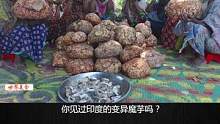 印度恒河“变异”的尸香魔芋，长得比头都大，浑身都是大疙瘩，他们却吃得津津有味！#印度美食 #魔芋#印