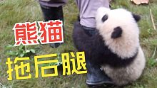 熊猫不能养，因为太拖后腿了！