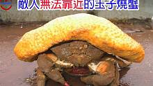 [TOP4]数个出现争议的诡异共生现象|鹿与蜘蛛的最强狩猎型态|真实版的海绵宝宝与蟹老板|搬运