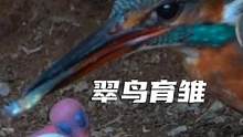 翠鸟育雏 #翠鸟 #野生动物零距离 #野生动物 #爱护大自然保护野生动物 #鸟类 #鸟类摄影 #奇妙