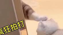 猫：我的母语是无语#曼基康矮脚 #猫咪的迷惑行为 #萌宠 #家有傻猫 #短腿猫
