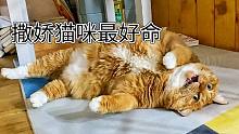 刷到这个视频的人快来抱这头猪！立刻马上！
