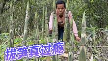 春雨过后，竹林的小野笋疯长，10分钟就拔了上百斤，真是过足瘾了