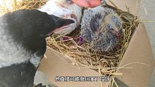 又要手养小鸽子了，鸽子训好了可比野鸟好玩多了！