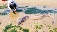 第一次遇上酷似变异“白蟒蛇”，体型超大性情凶猛，阿聪被吓坏了