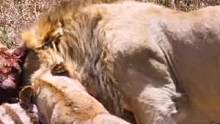 狮群成功狩猎斑马宝宝完#动物世界 #野生动物零距离 #动物 #狮子 #斑马 #热门 #雄狮 