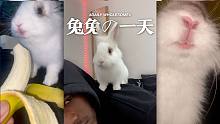 兔兔の一天