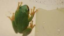 #好样说虫子 雨蛙，小小只绿色的小可爱