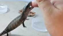 出生三天就会咬人了，长大了不得了啊#爬宠 #蜥蜴 #蓝舌石龙子 #奇妙的动物 