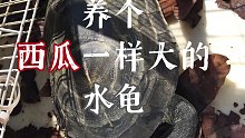养个比 成年人头 都大的水龟是什么体验