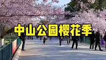 今天中山公园的樱花都开了，美！就一个字。（关注我，带你看遍青岛的野山野水）#带你看看山东的春天有多美