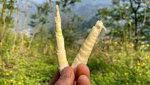 竹笋种类多，好吃不过它，又到拔笋的季节