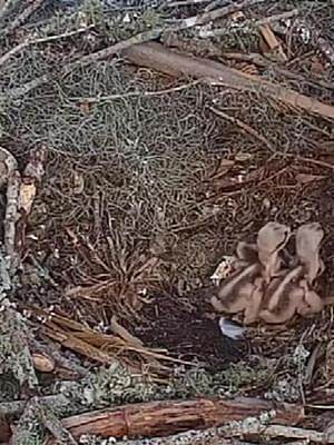 二号鱼鹰巢穴也有三只幼崽，小家伙们摇头晃脑的，非常可爱#鸟类 #养育幼崽 #鱼鹰育雏 #动物世界
