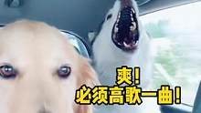 #金毛以后再也不拼车  当#金毛 遇上兴奋过度的#哈士奇 ，内心：这俩老六什么时候闭嘴 #狗狗 #娱