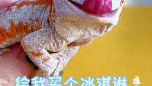 天热啦，小盖盖也想吃冰淇淋#养爬姑娘 #爬宠 #萌宠#盖勾亚守宫 #蜥蜴