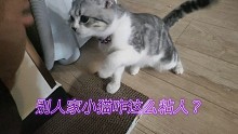 从小就喜欢粘着人的小猫咪:表示友好方式就是用头蹭啊蹭