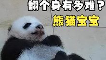 熊猫宝宝翻个身有多难？